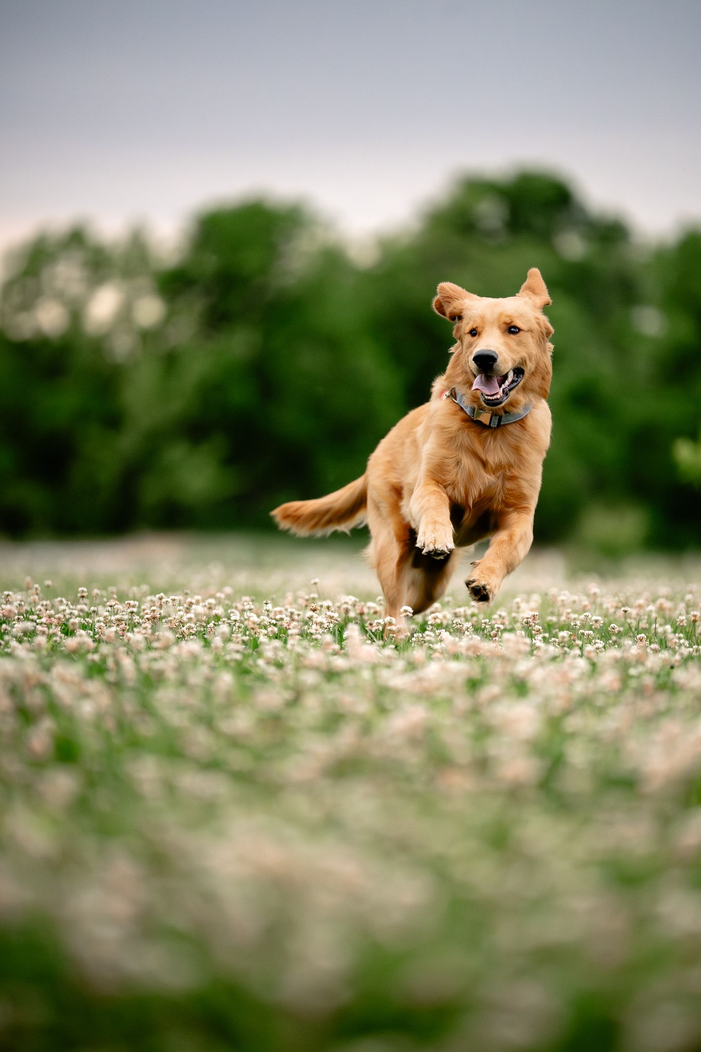 A golden retriever joyfully running through a field of white wildflowers with green trees in the background.