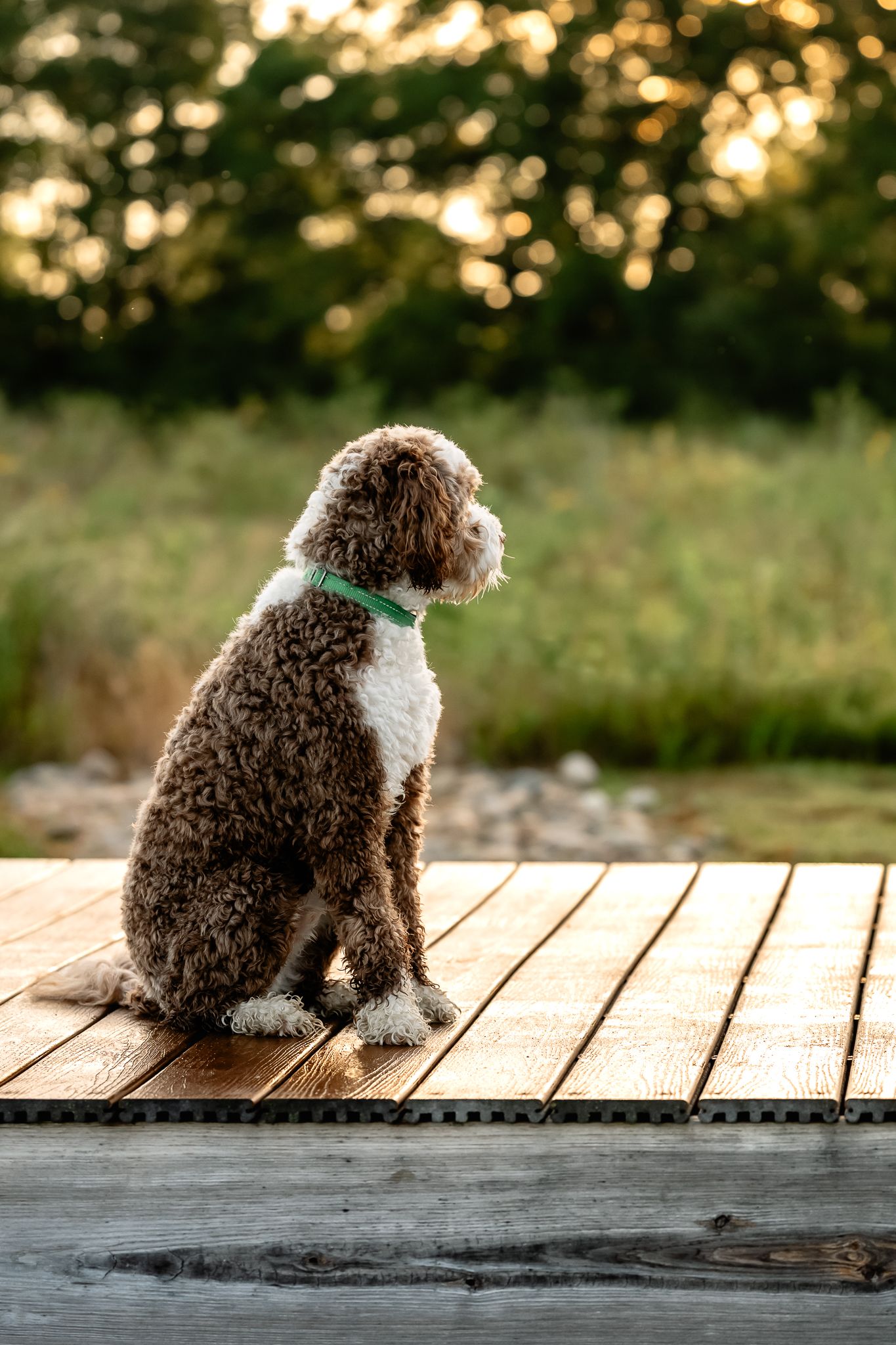 An Australian Labradoodle sits on a wooden bridge during photoshoot with dog photographer, Sara House, in Danville, Indiana.