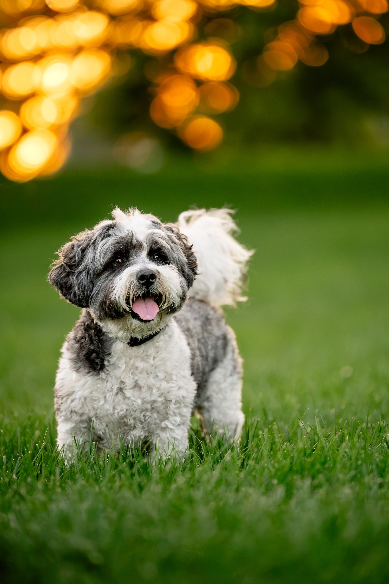 Fluffy gray and white mini bernedoodle sitting on grass during golden hour at dog photo session in Plainfield with Sara House Photography.