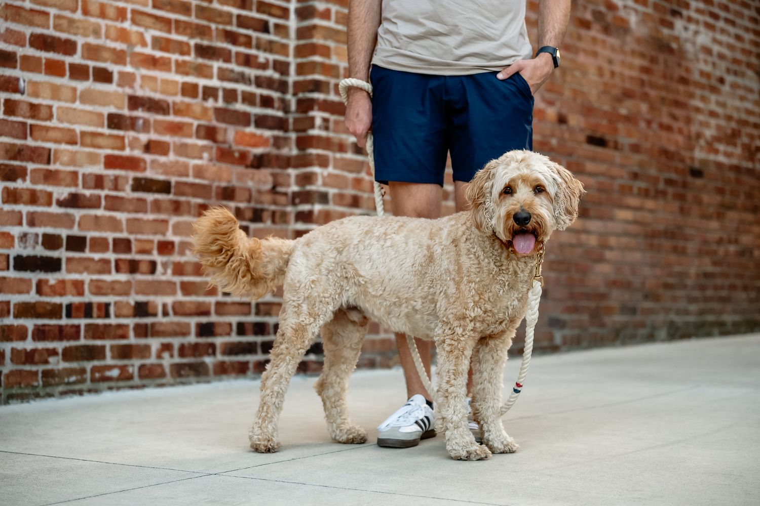 A fluffy goldendoodle dog on leash stands on a sidewalk in front of a red brick wall with its owner during dog photo session in Danville.