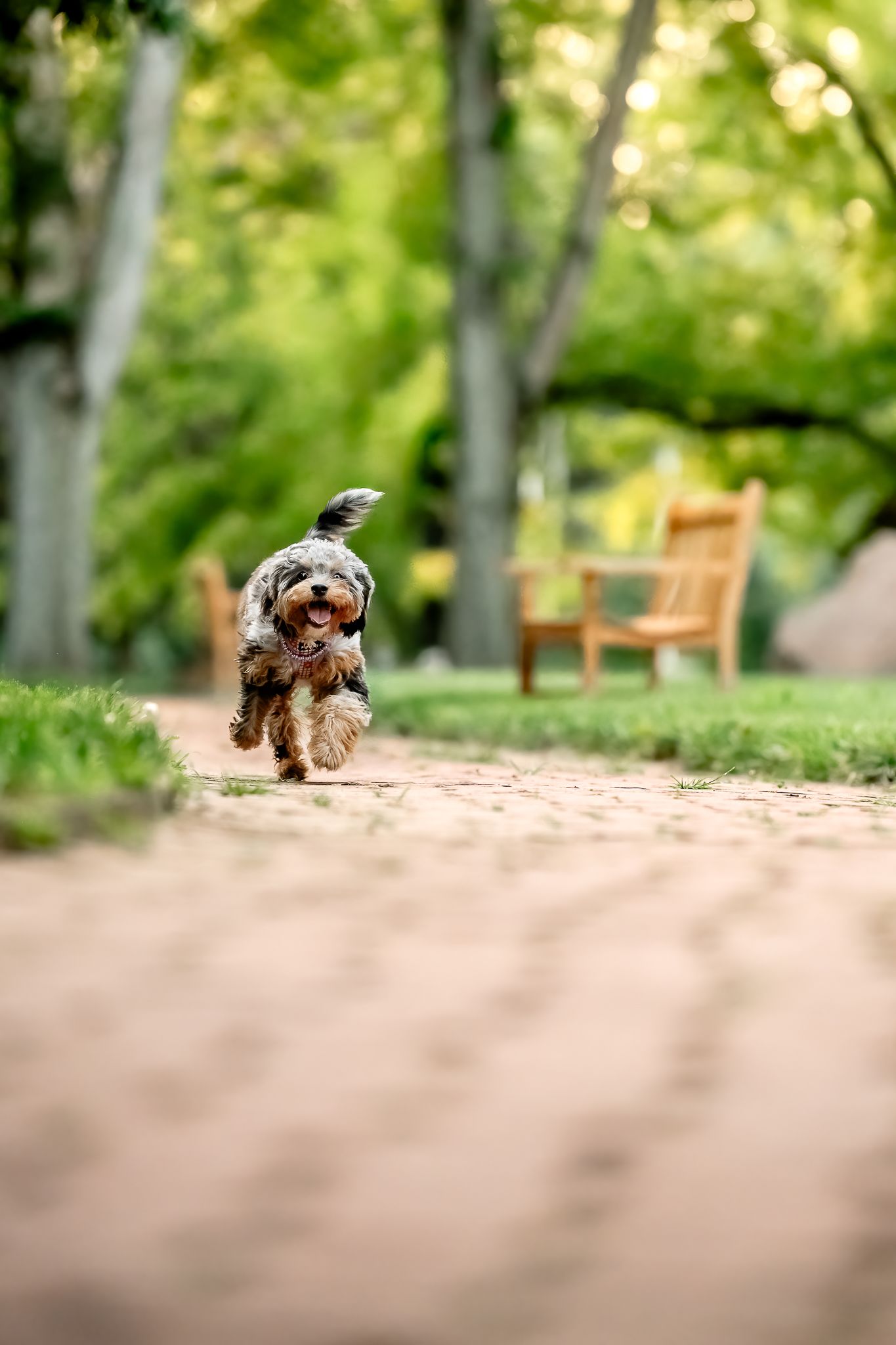 A fluffy small Cavapoo dog joyfully running along a brick path in a lush green Plainfield, Indiana, park with wooden bench in background.
