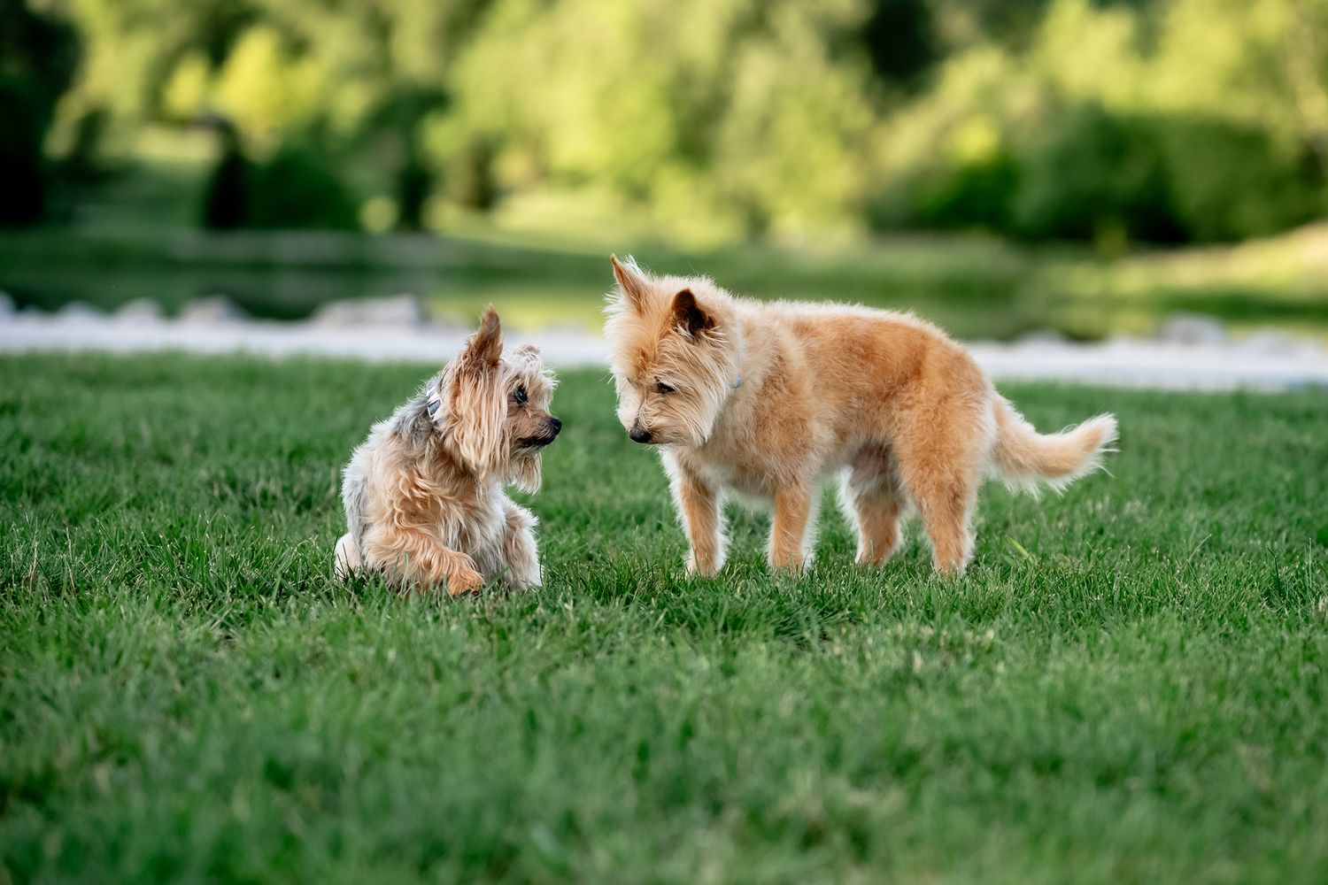 Two small dogs, a Yorkie and a terrier mix, sit with each other on a green lawn at an Avon, Indiana, park.