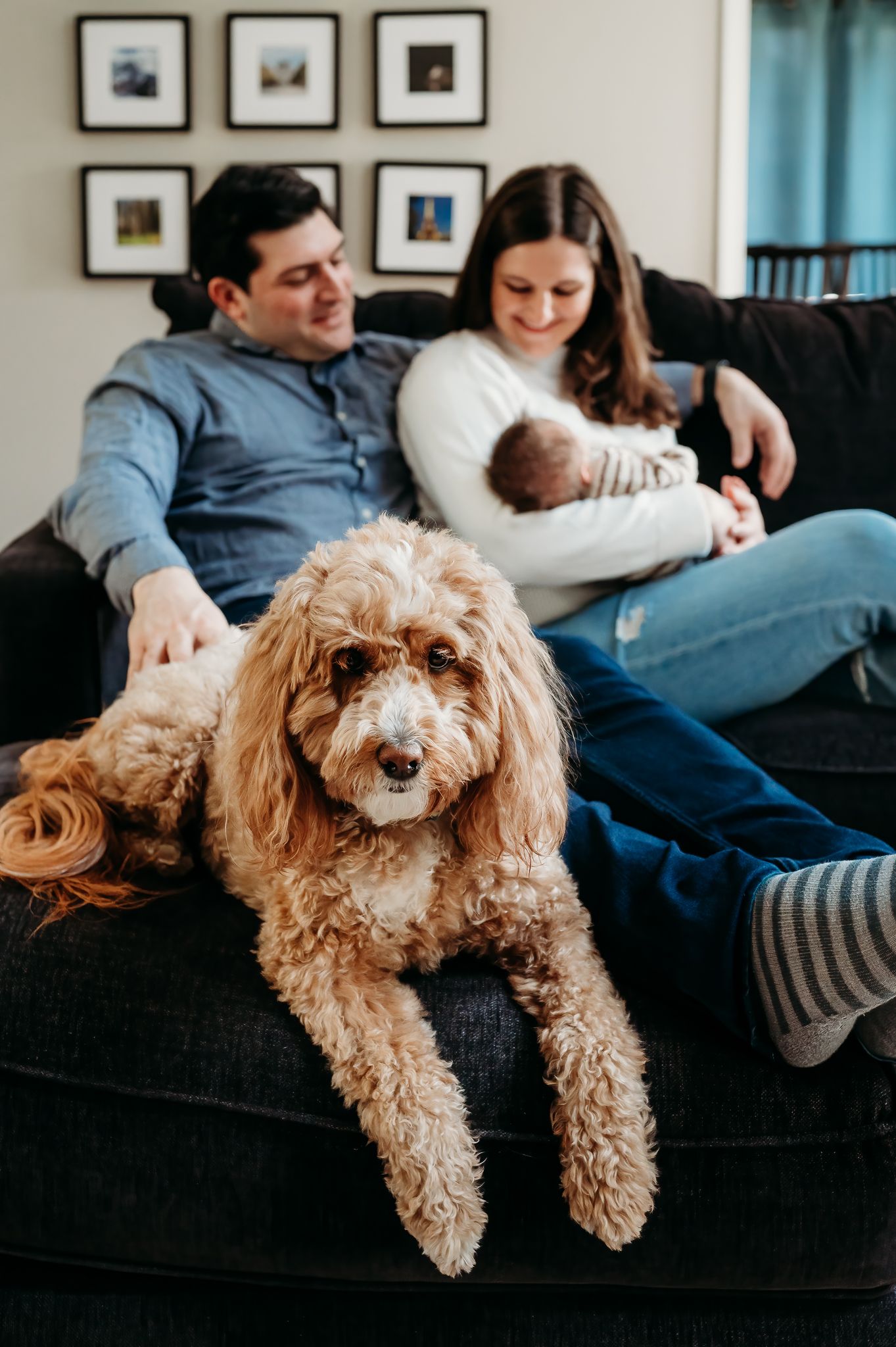A goldendoodle dog lounges on a dark couch while a couple relaxes with their baby in the background.