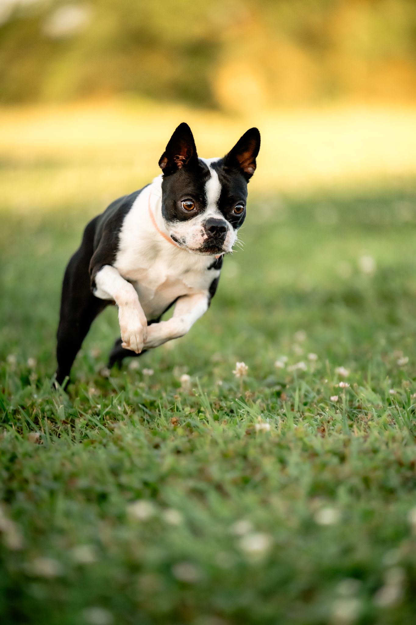 A Boston Terrier dog leaping joyfully across lush green grass field at Danville park during dog photo session with Sara House Photography.