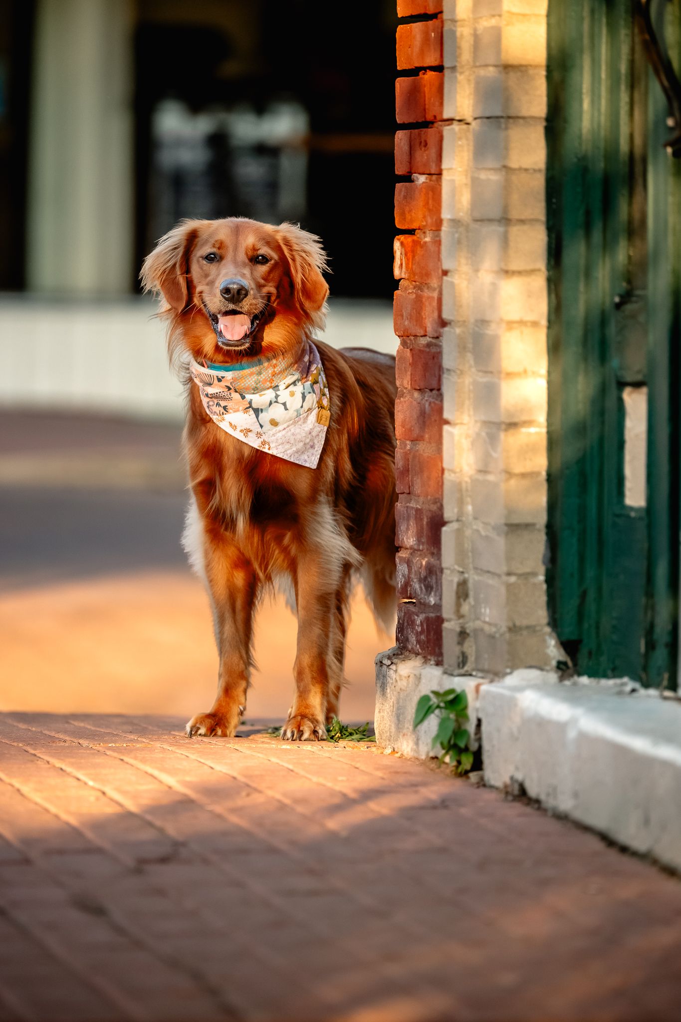 Happy golden retriever wearing a bandana stands on brick sidewalk in warm golden hour light in downtown Danville, Indiana.