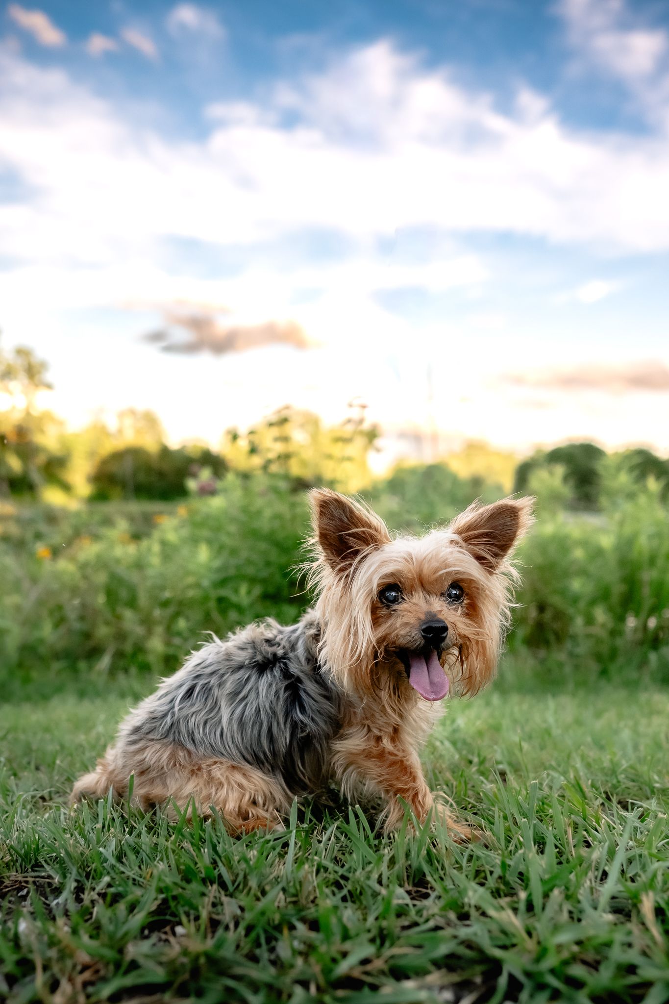 A happy Yorkie sits on green grass with tongue out, against a scenic sky backdrop in Avon, Indiana.