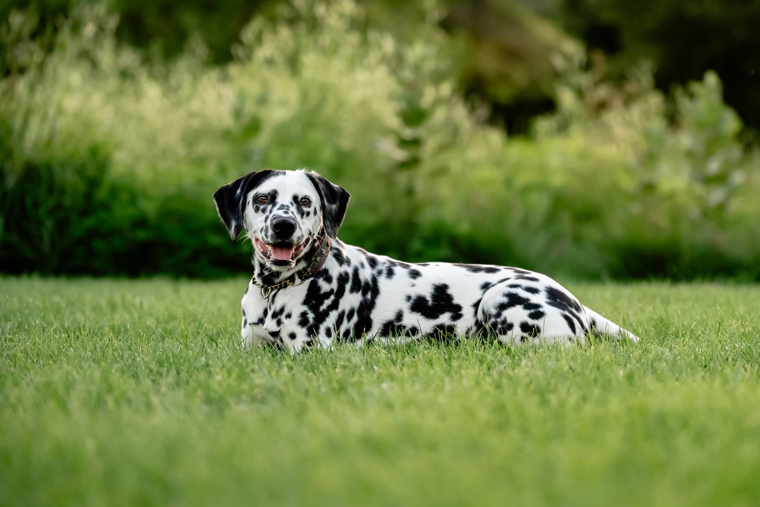 A Dalmatian dog lies on green grass in a park, looking at the camera with mouth open.