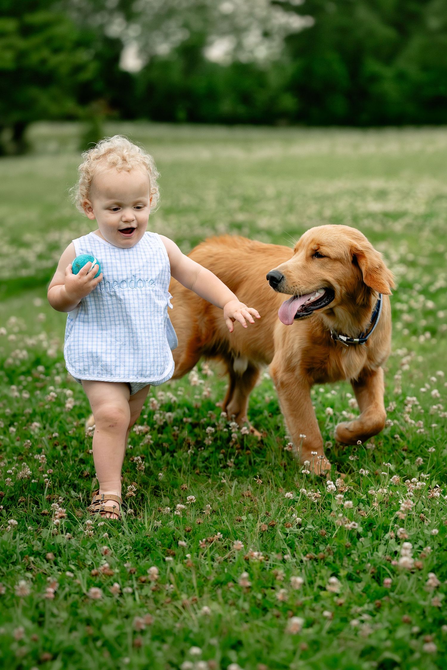 Toddler in blue outfit walks with golden retriever in clover field, holding small ball outdoors during Hendricks County pet photo session.