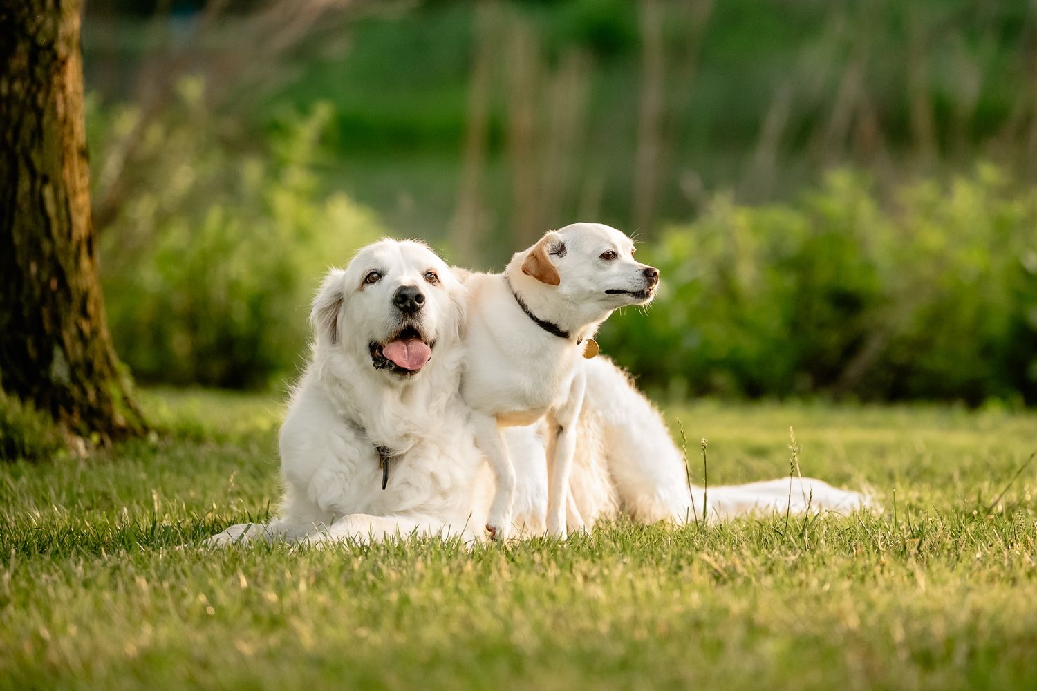 Two white dogs resting on green grass in a sunny park, one Golden Retriever and one Labrador, enjoying a peaceful outdoor day.