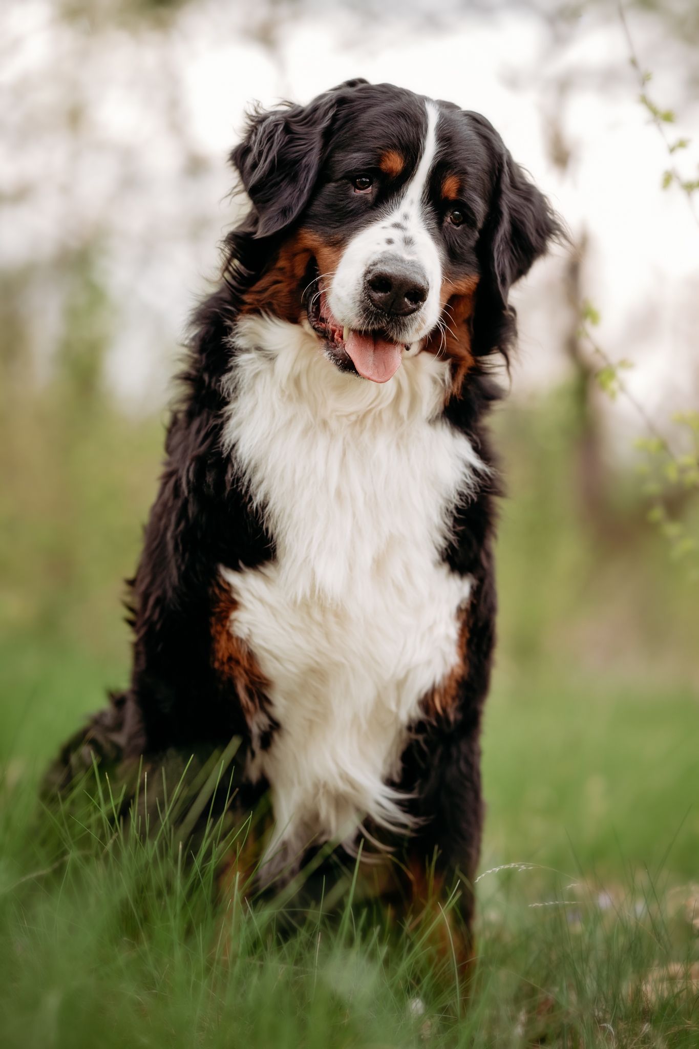A happy Bernese Mountain Dog sitting in green grass with tongue out, showcasing its tricolor black, white, and rust coat.