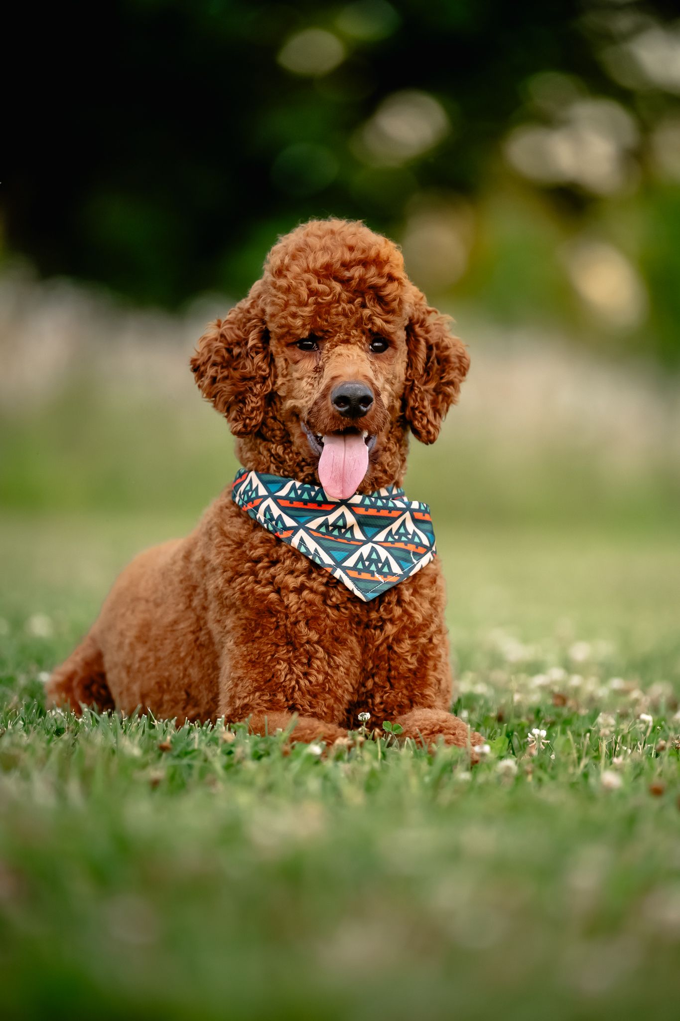 Adorable red standard poodle puppy sitting in grass wearing a colorful geometric bandana with tongue out.