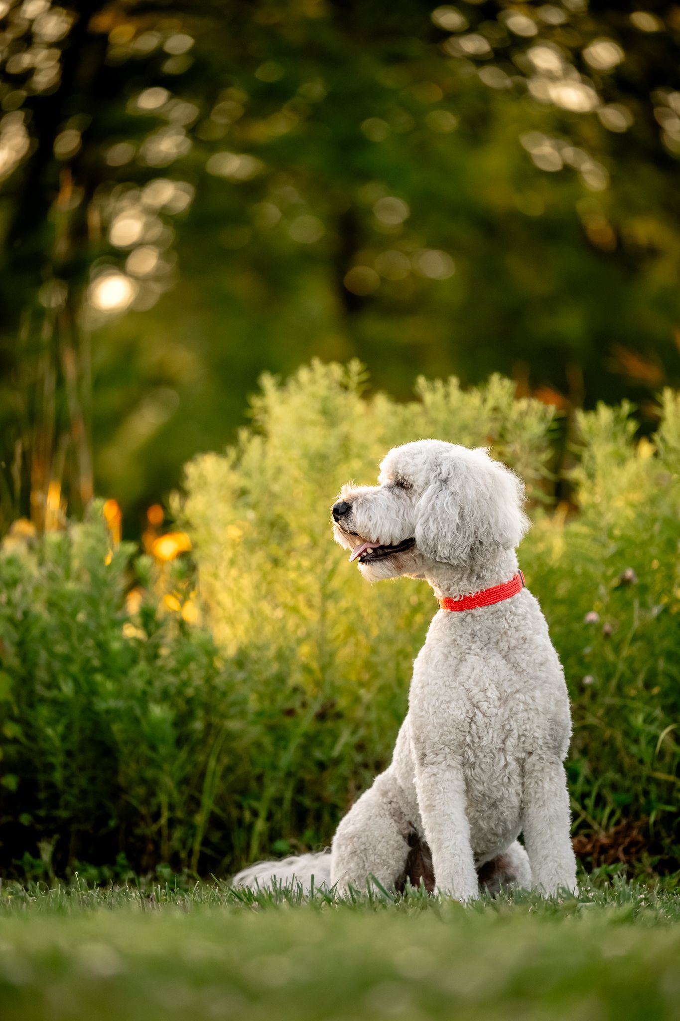 Sheepadoodle with orange collar sitting on grass in a lush green Danville, Indiana, park during golden hour with Sara House Photography.