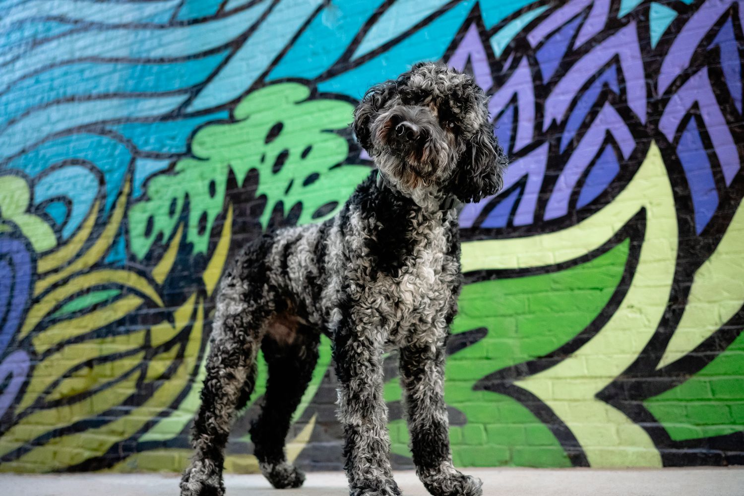 A black and white curly-haired dog stands proudly before a vibrant colorful graffiti mural wall.