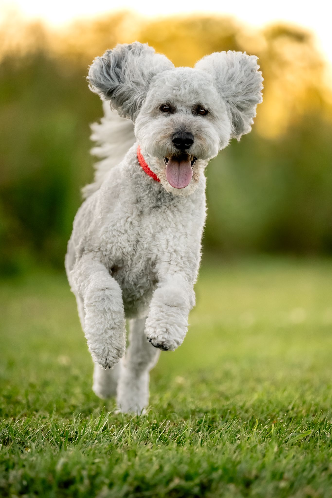 A fluffy white Sheepadoodle dog wearing an orange collar runs joyfully across green grass outdoors in Danville, Indiana..