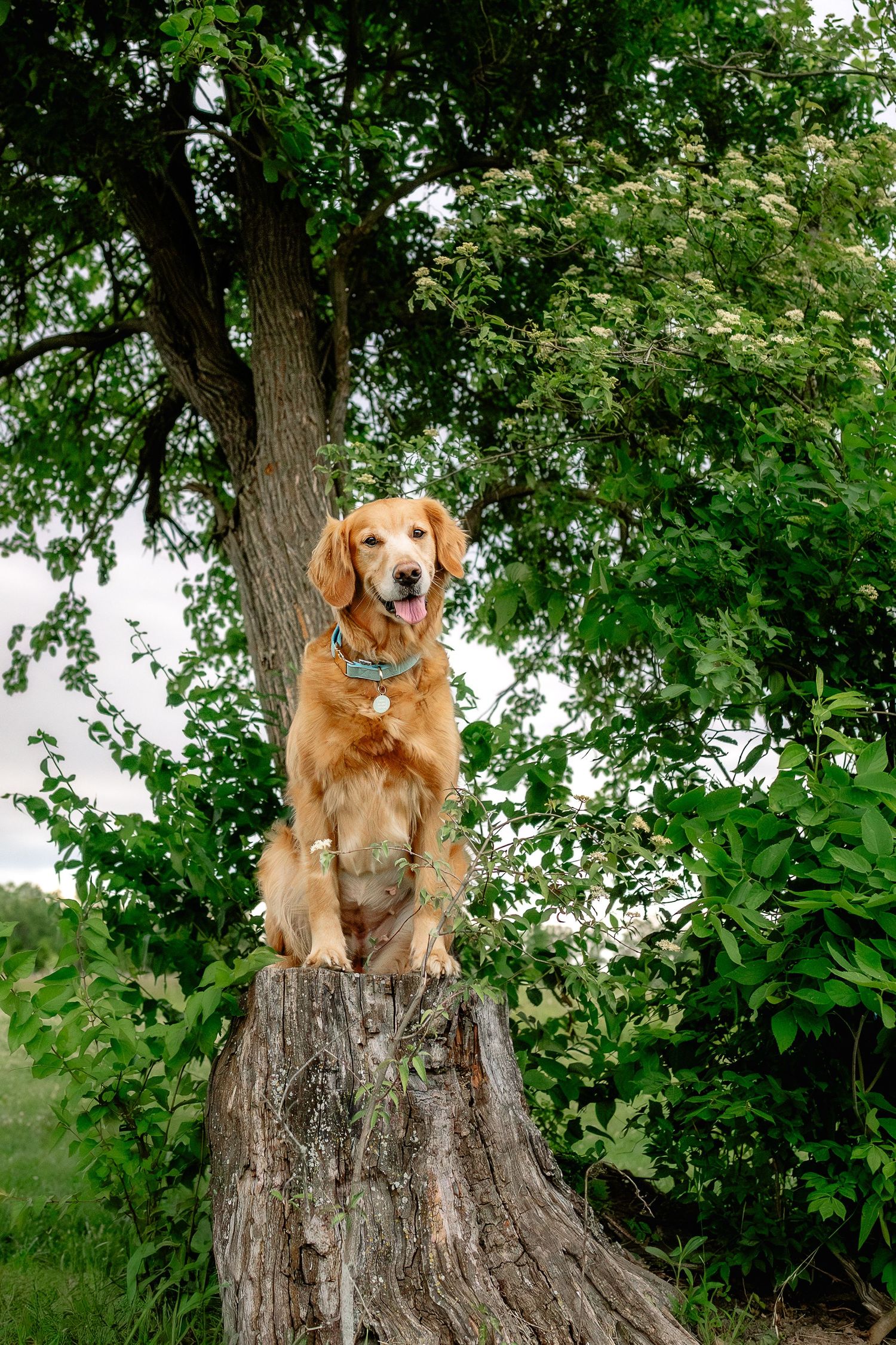 Golden retriever sitting proudly on a tree stump surrounded by lush green trees outdoors during session Hendricks County pet photographer.