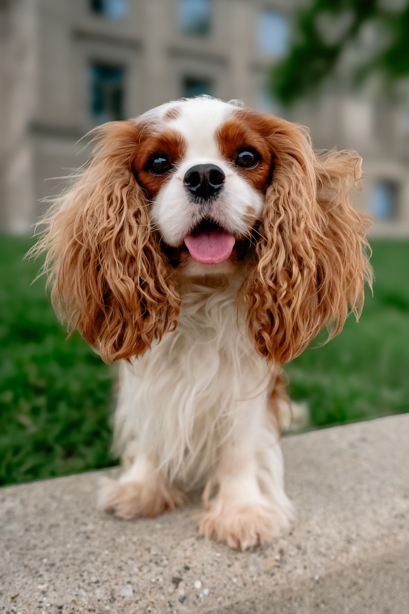 A happy Cavalier King Charles Spaniel with flowing auburn ears and white fur sits outdoors, tongue out, on a Hendricks County stone ledge.