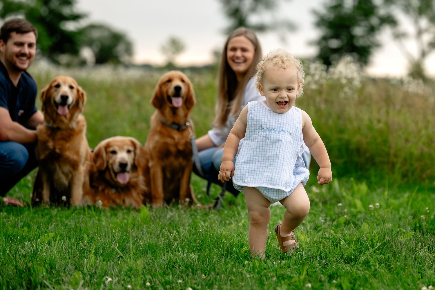 A happy toddler runs through green grass as a family with three golden retrievers poses together in a scenic outdoor field.