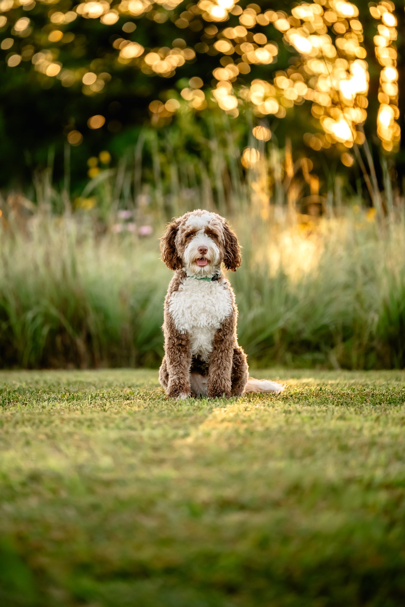 Brown and white Australian Labradoodle sitting on green grass at sunrise with bokeh light background in Danville, Indiana.