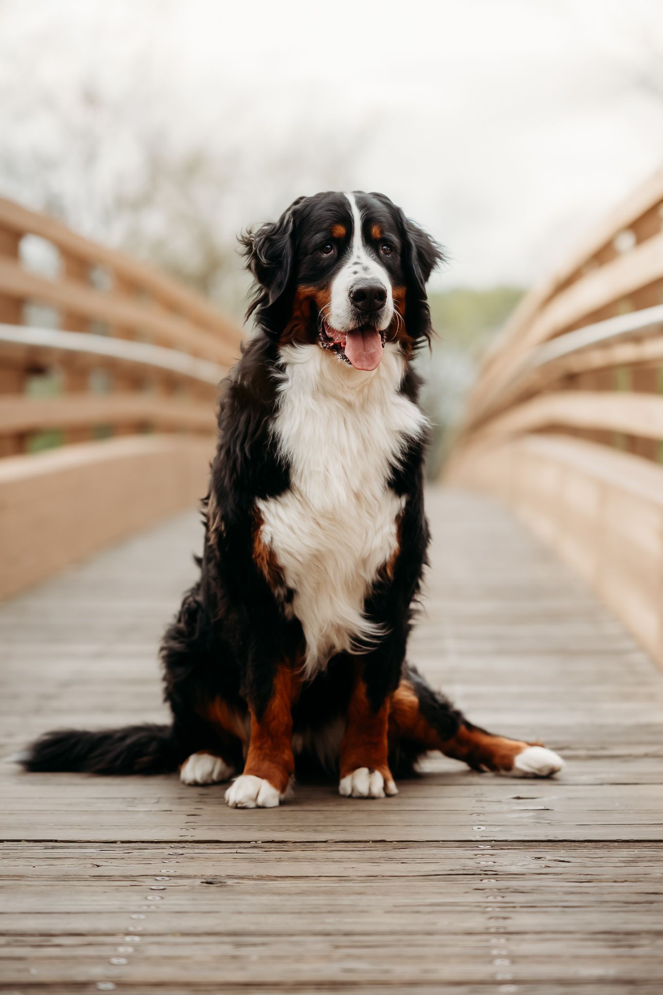 A fluffy Bernese Mountain Dog sits on a wooden bridge, tongue out, with railings framing the background.