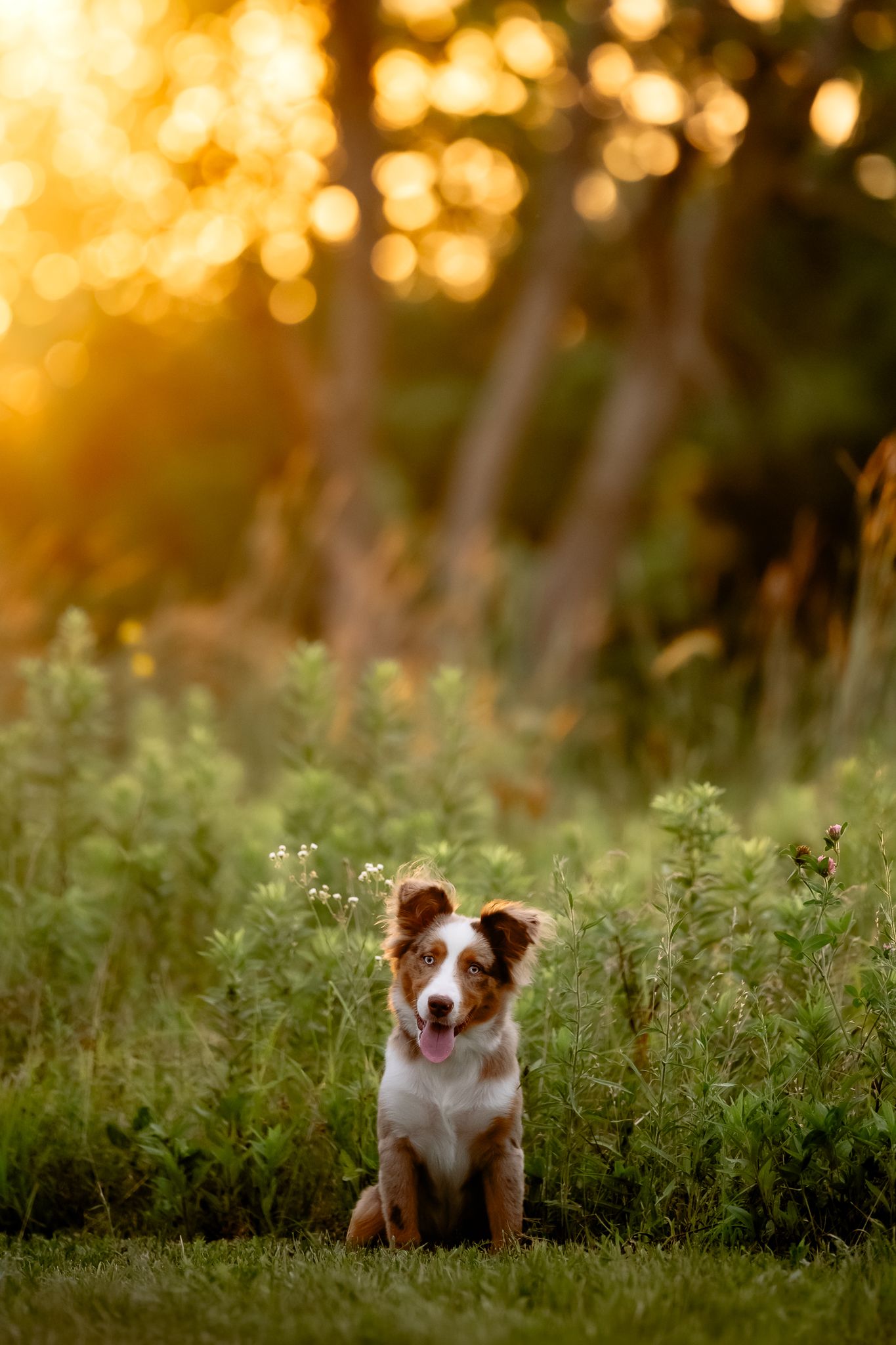 A happy Australian Shepherd puppy sits in green grass at golden hour, tongue out, with warm bokeh sunlight filtering through trees.