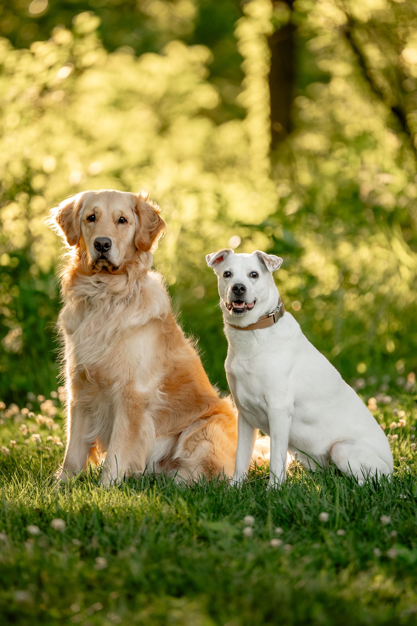 A Golden Retriever and white Boxer sit together on green grass in a sunlit park.