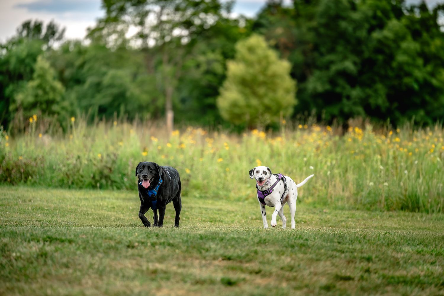 Two dogs, one English black Lab and one Dalmatian, playing together in a lush green meadow with wildflowers during photoshoot in Danville.