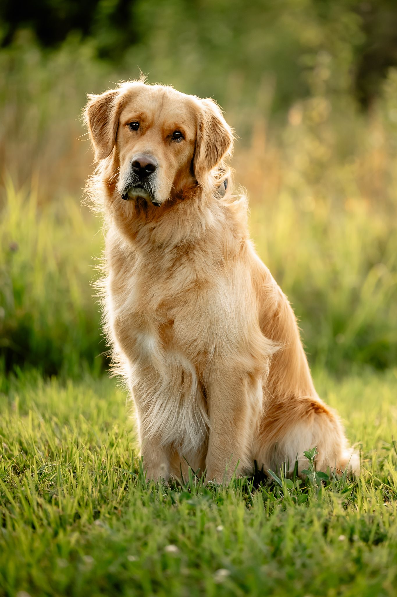A golden retriever dog sits on green grass during golden hour dog session with Sara House Photography at Hummel Park in Plainfield, Indiana.