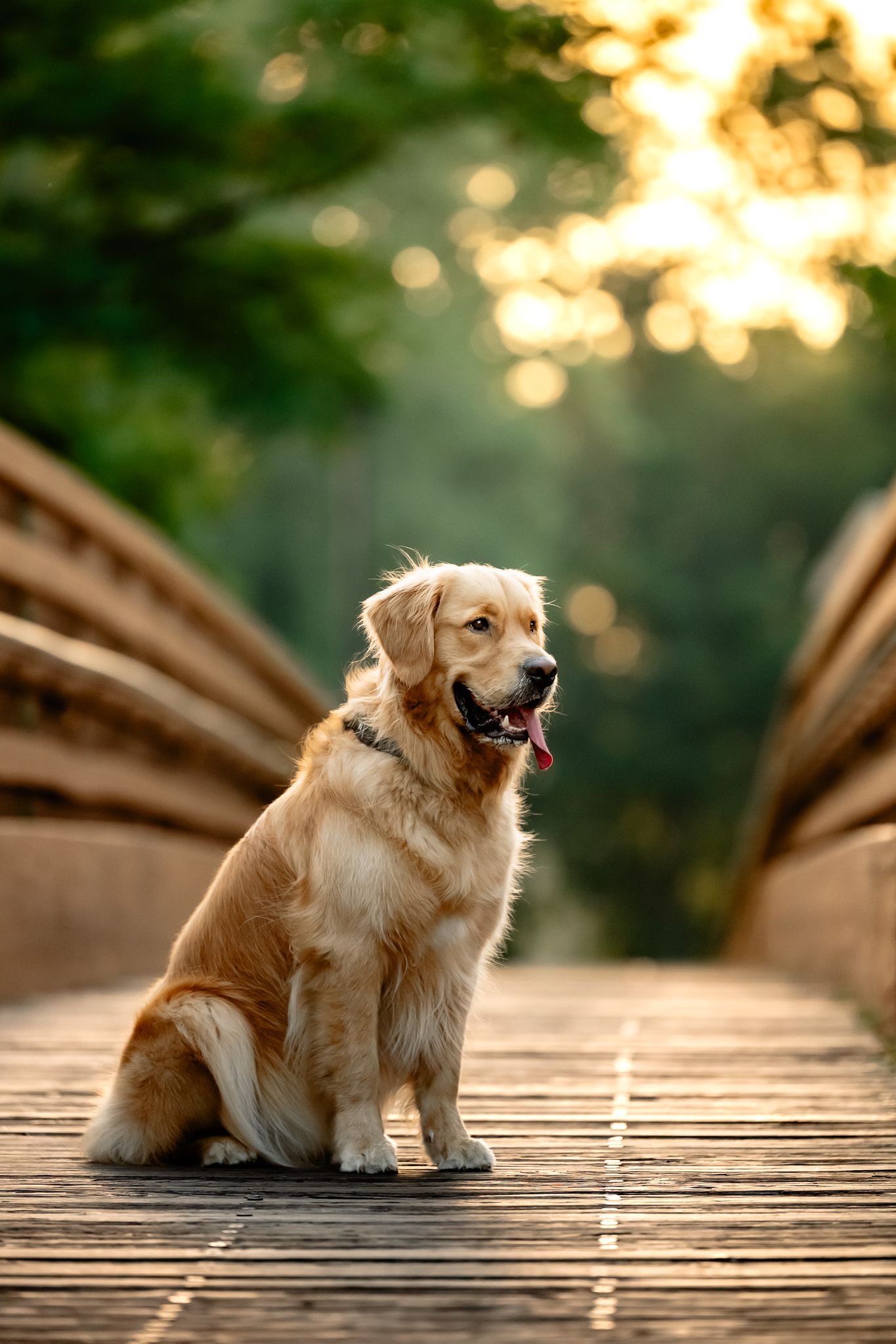Golden Retriever sitting on wooden bridge at Hummel Park in Plainfield, Indiana, with warm sunset light glowing in the background.