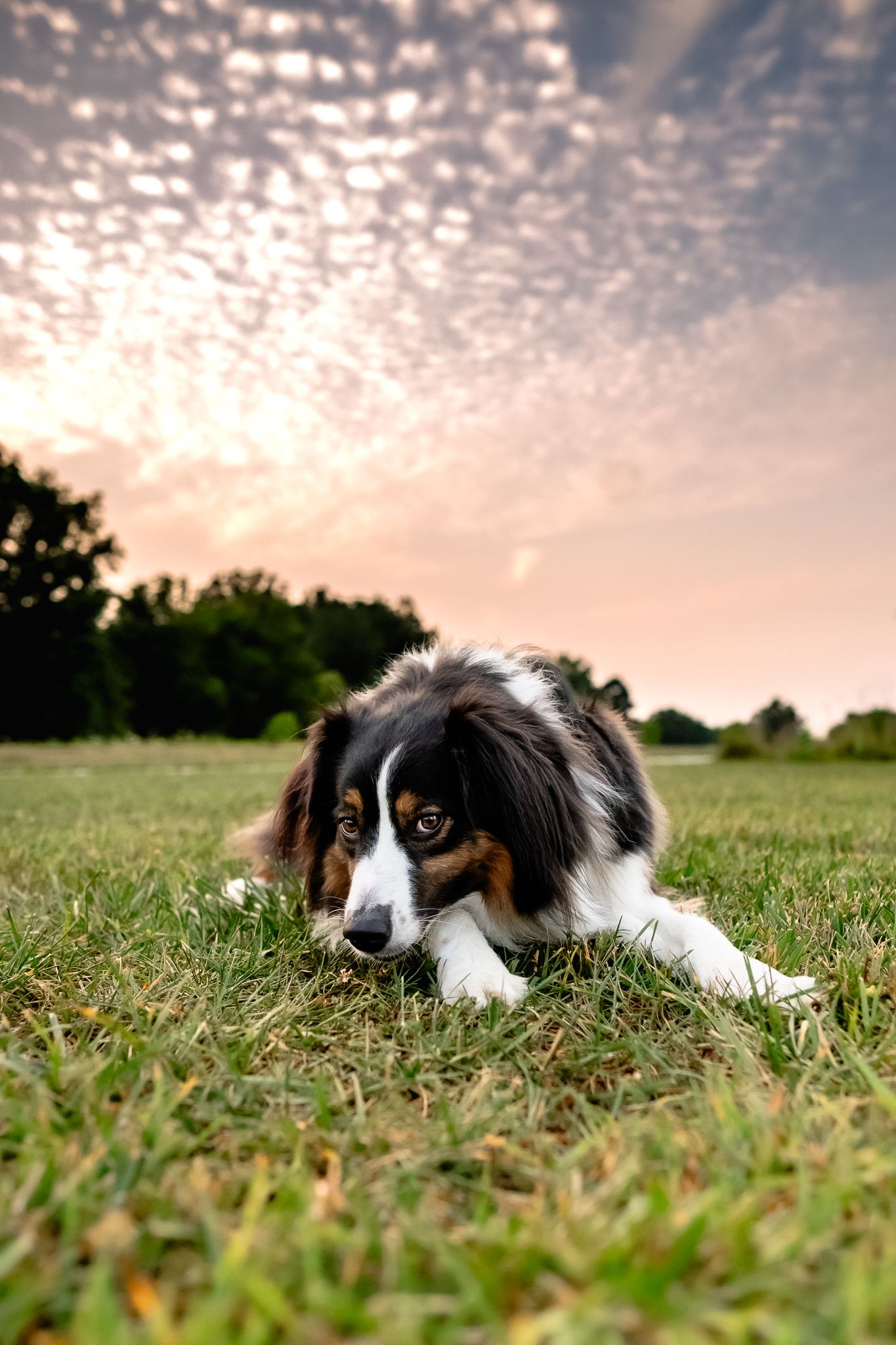 A tricolor Australian Shepherd lies on green grass under dramatic cloudy sunset sky in a Plainfield, Indiana, park during photoshoot.