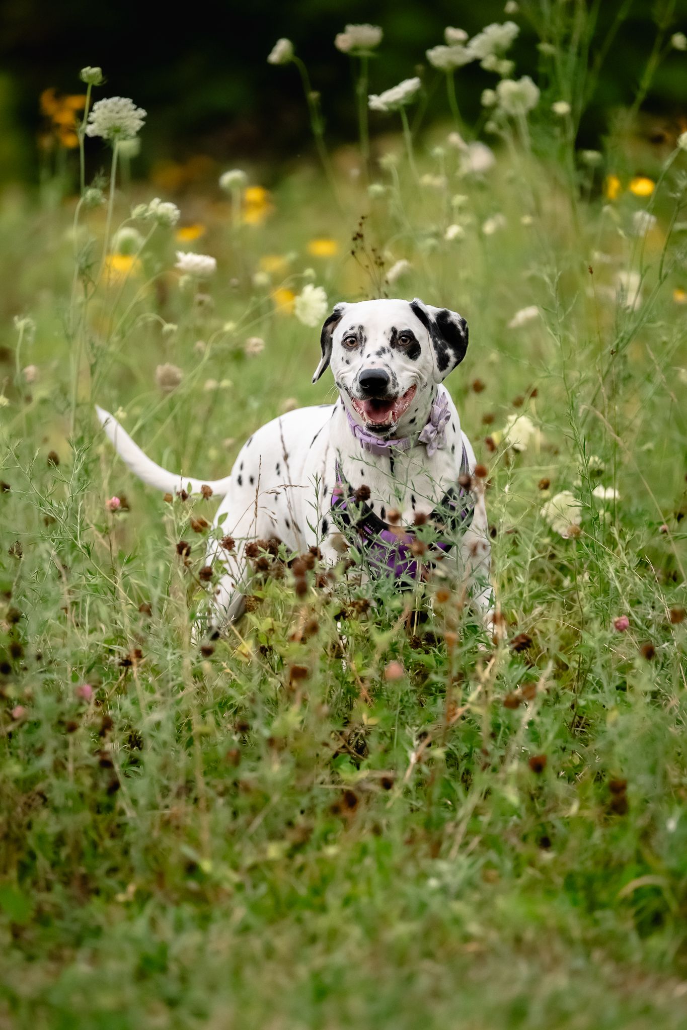 Dalmatian dog stands in wildflower meadow with white and yellow blooms, during photo session with Danville, IN dog photographer, Sara House.