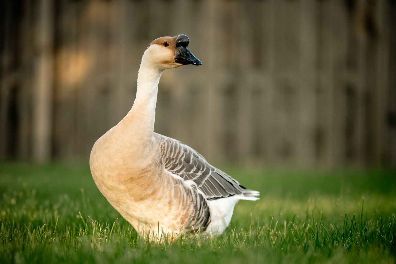 A white and gray domestic goose standing on lush green grass with a wooden fence in the background.