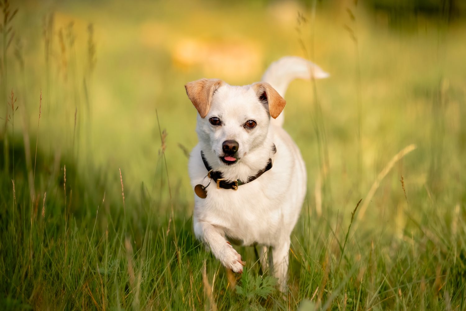 A happy white Jack Russell Terrier runs through green grass in a sunny field, tongue out and tail up.