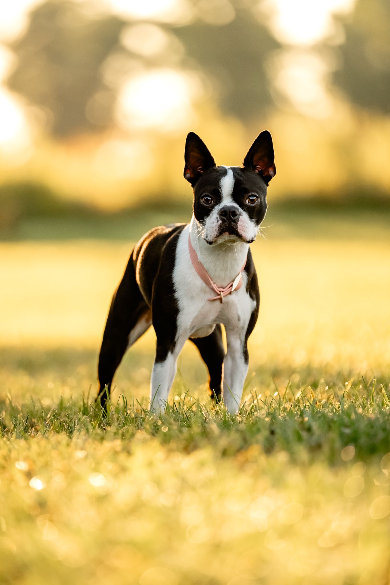 A black and white Boston Terrier wearing a pink collar stands alert on green grass in golden sunrise light.