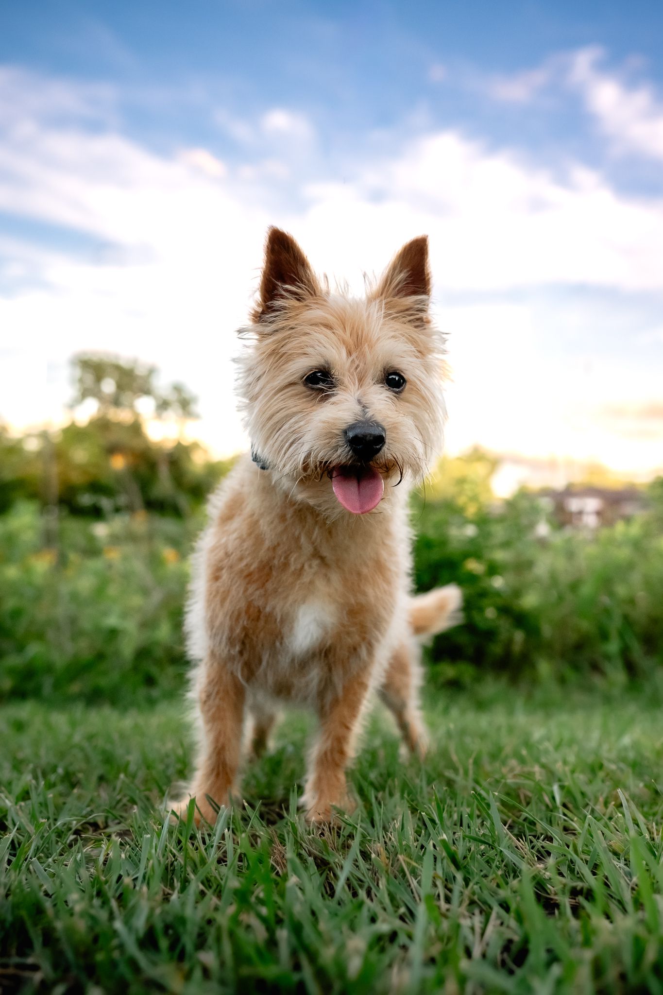A small scruffy terrier dog stands on green grass with tongue out, set against a blue sky backdrop.