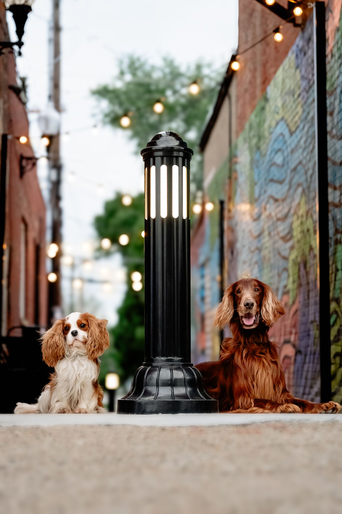 Two dogs, a Cavalier King Charles Spaniel and an Irish Setter, pose beside a lamp post in a charming lit alleyway.
