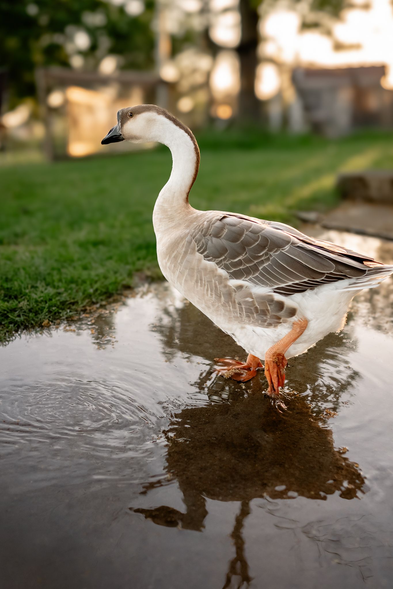 A white goose with orange feet stands in a shallow puddle, reflecting in the water, with green grass in the background.
