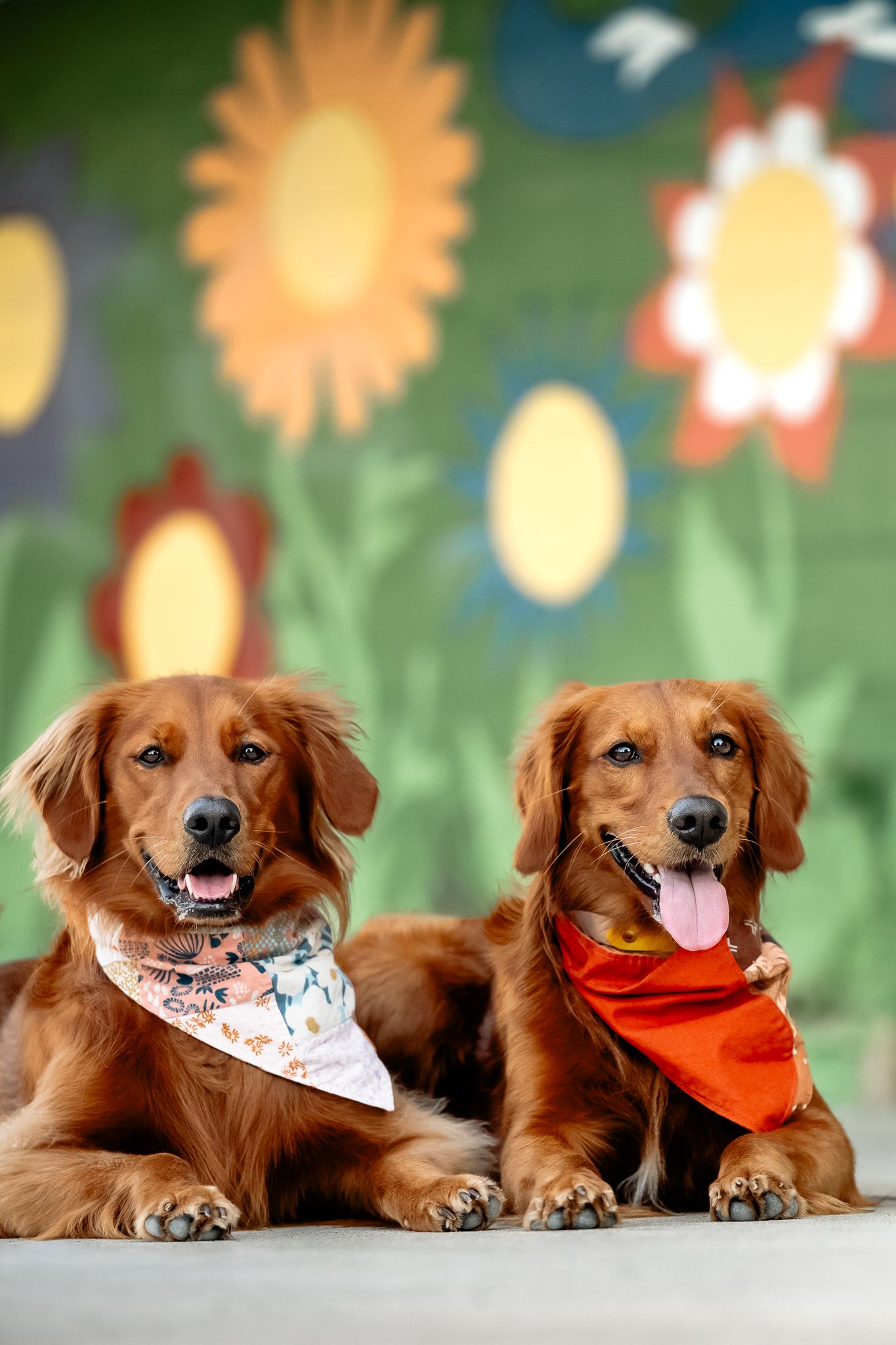 Two golden retrievers wearing bandanas pose in front of a colorful floral mural backdrop.