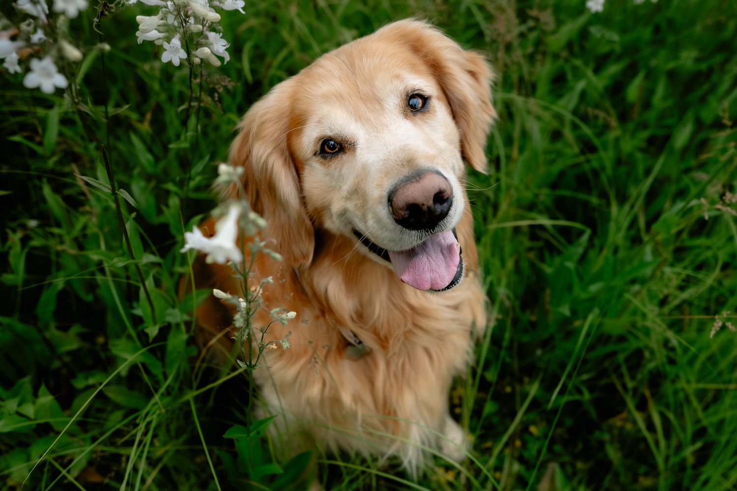 A happy golden retriever sitting in a lush green meadow with wildflowers, tongue out, looking up at the camera.