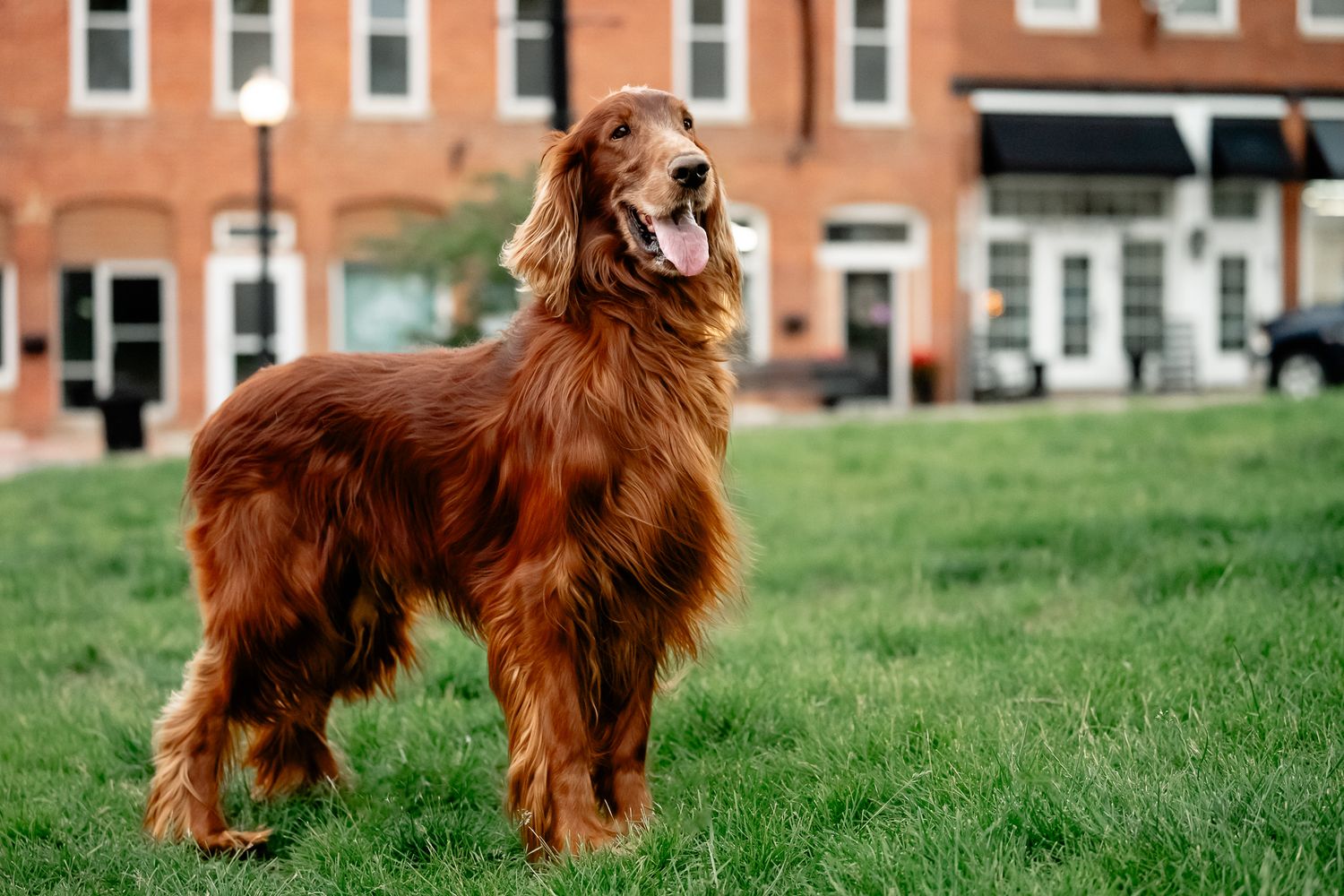 A beautiful Irish Setter with flowing red coat stands on green grass near a Hendricks County brick building during dog photo session.