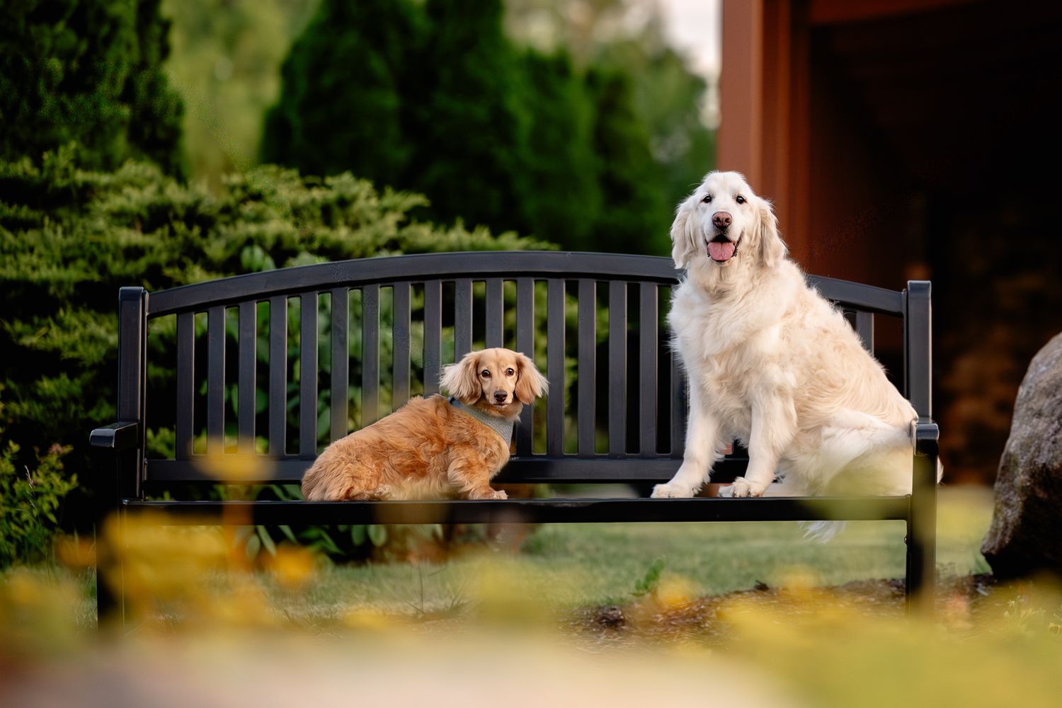 Two dogs, a small golden dachshund and a large white golden retriever, sit together on a dark wooden garden bench.