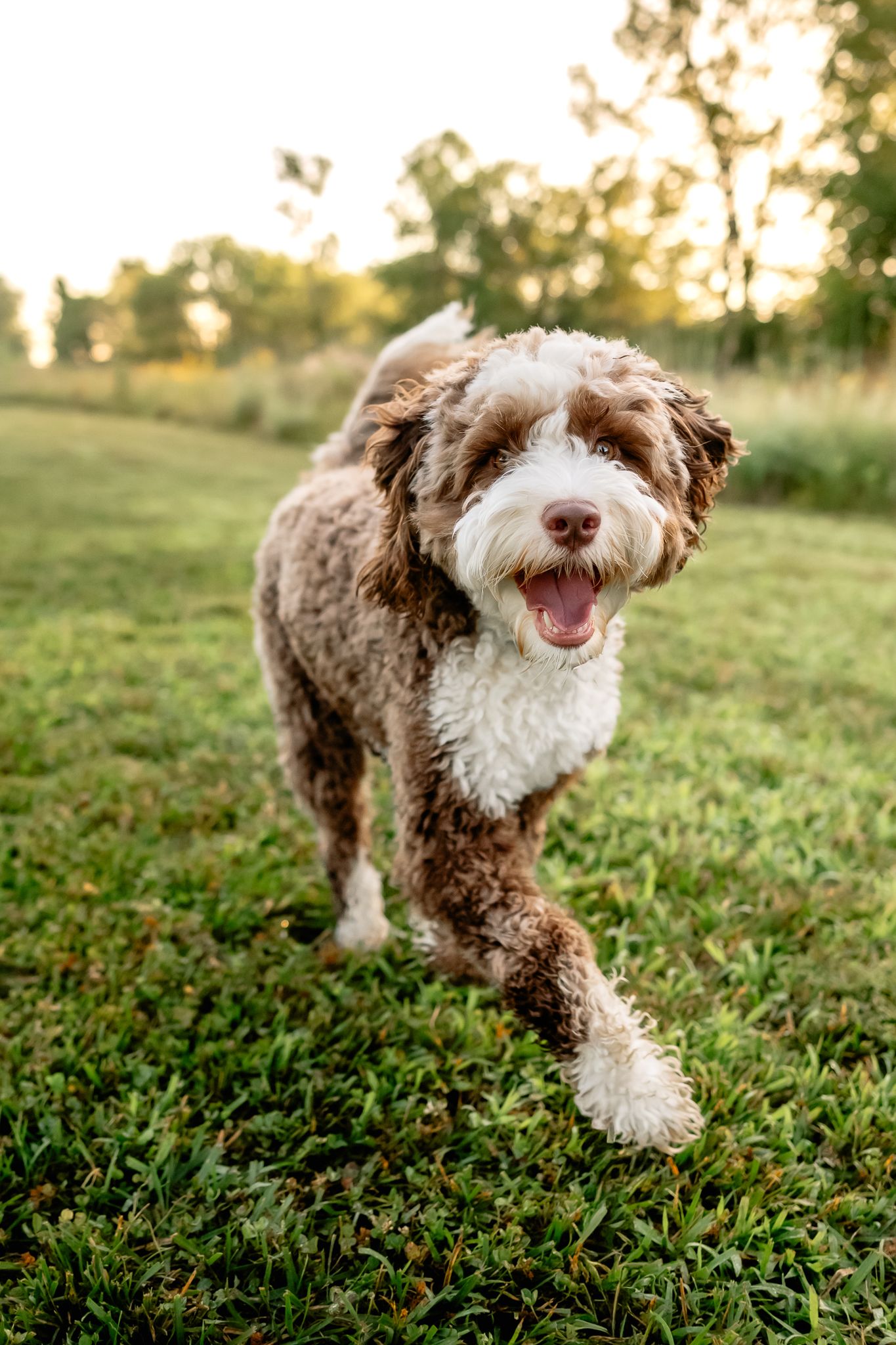 A happy brown and white Australian Labradoodle runs across green grass in a sunny Danville, Indiana park with dog photographer, Sara House.