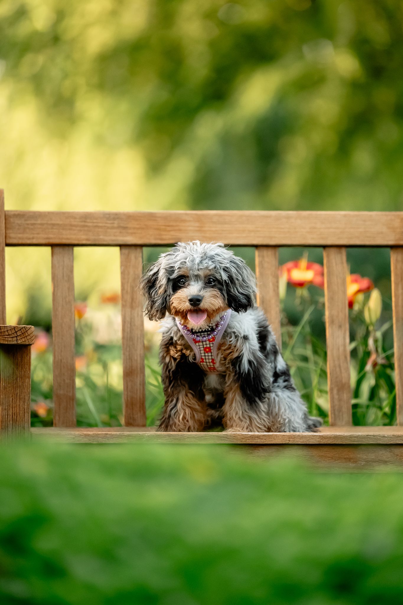 A fluffy Cavapoo dog sits happily on a wooden bench surrounded by colorful flowers in a Plainfield lush green garden.