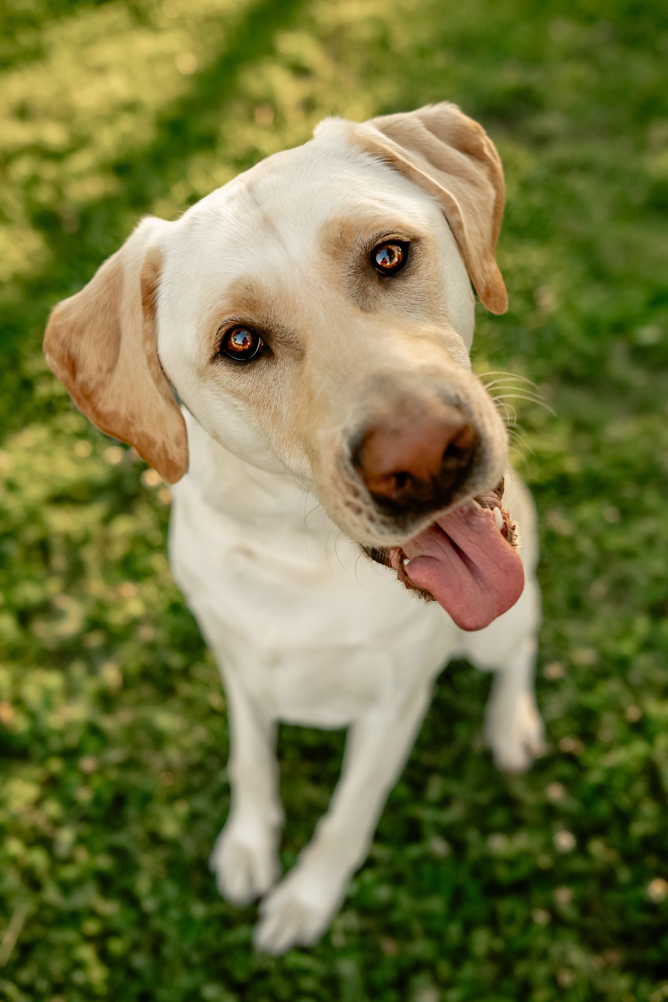 A happy yellow Labrador Retriever sitting on green grass with tongue out, looking up at the camera during dog photoshoot in Plainfield, IN.