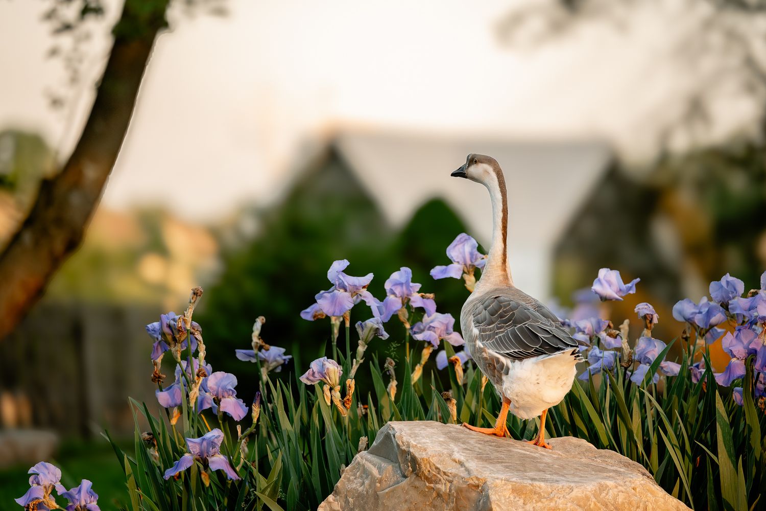 A goose stands on rocks among blooming purple iris flowers in a Zionsville garden at golden hour.