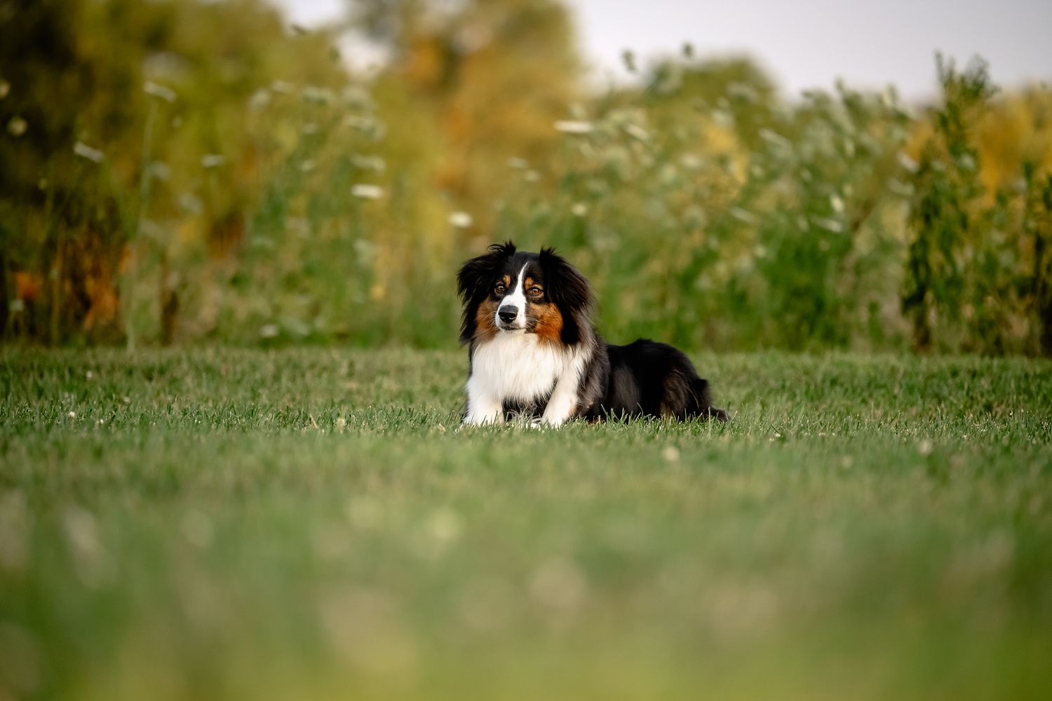 A tri-color Australian shepherd lies on lush green grass with colorful trees in the background during photo session in Plainfield, Indiana.