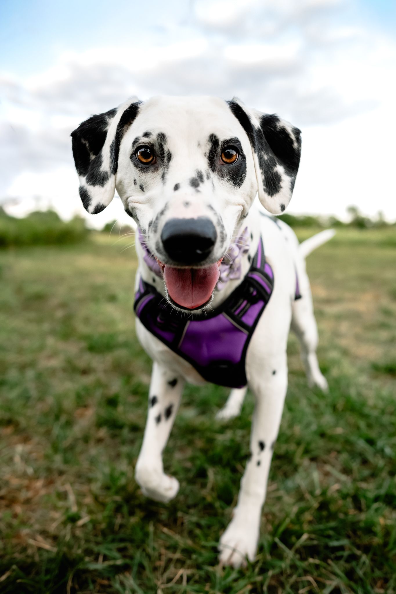 A happy Dalmatian dog wearing purple harness runs in Danville, Indiana park with tongue out during photoshoot with Sara House Photography.