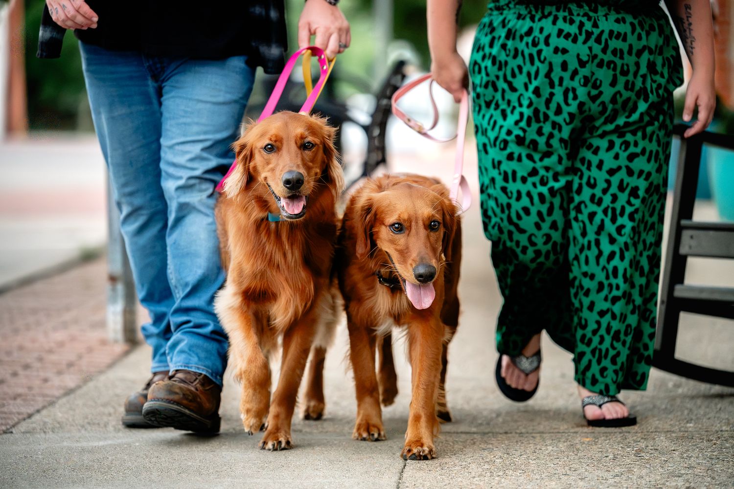 Two golden retrievers on leashes walking with their owners along a sunny sidewalk through downtown Danville, Indiana.