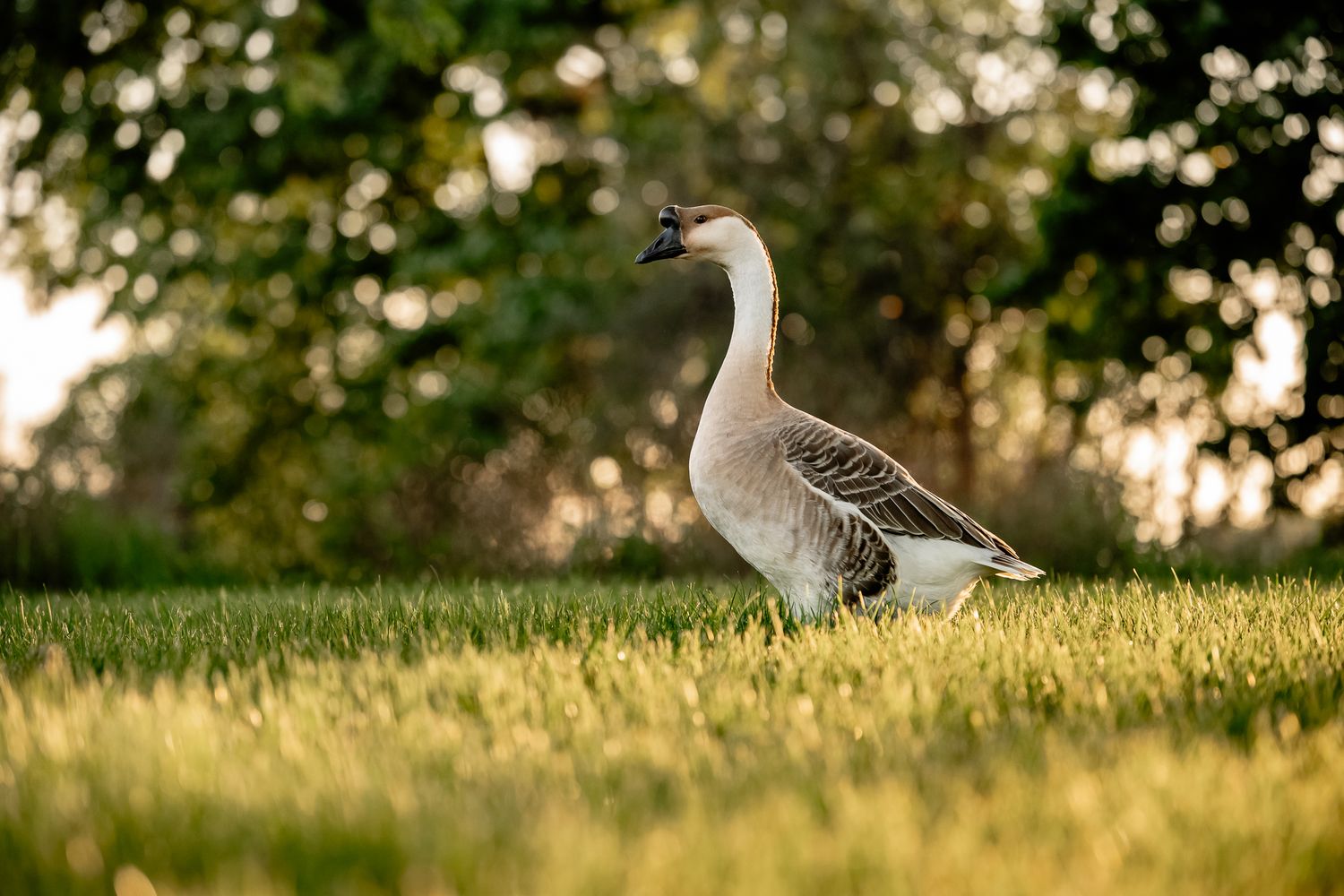 A white and gray goose stands on lush green grass with blurred trees in the background during golden hour in Zionsville.