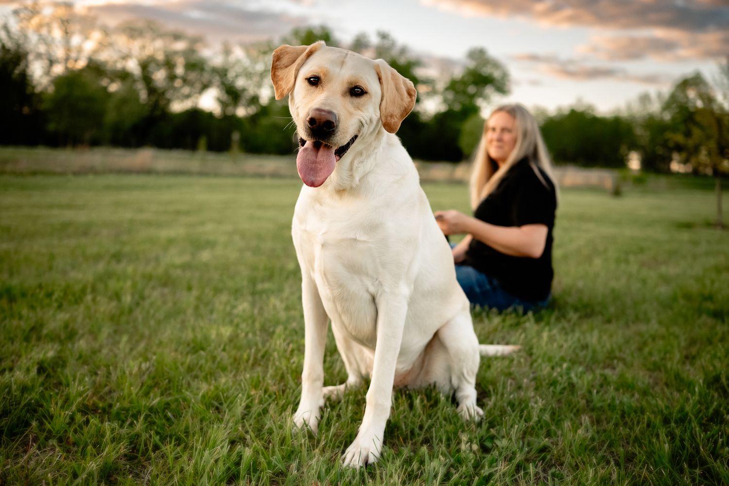 A yellow Labrador Retriever sits on green grass with a blonde woman in a black shirt posing behind him at sunset.