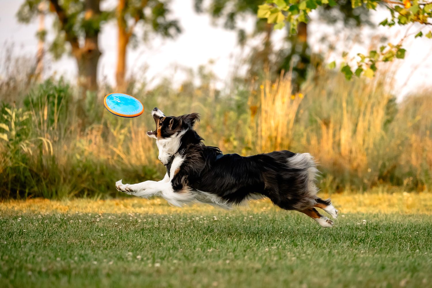 An Australian Shepherd leaps across green grass to catch blue frisbee outdoors in Plainfield, Indiana, with Sara House Photography.